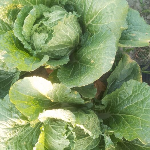 泰州黄心大白菜