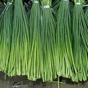 商河縣大量供應蒜苔