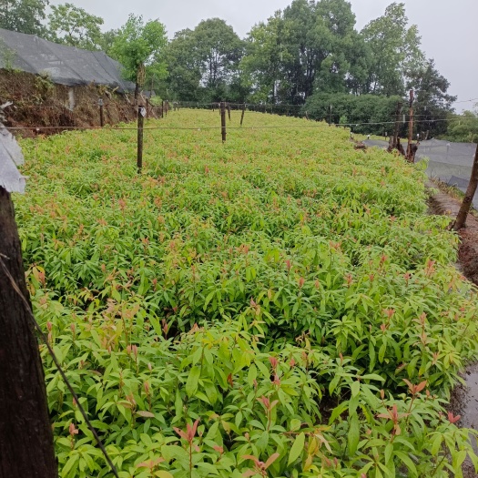 叙永县绿化树<香樟、桢楠、紫薇等>造林苗<楠竹苗、方竹苗、桢楠苗〉