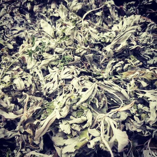 唐河县大别山上的天然艾叶人工采摘艾叶大自然凉