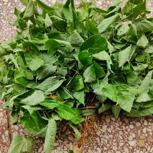 洋县秦巴山区绒毛淫羊藿