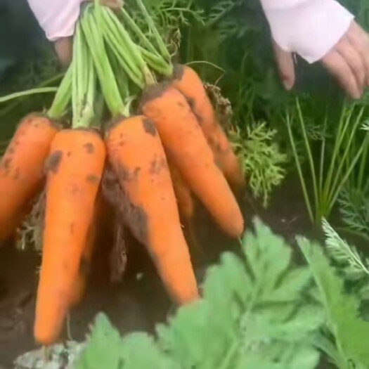 莱西市青萝卜，胡萝卜。质量优秀，价格美丽