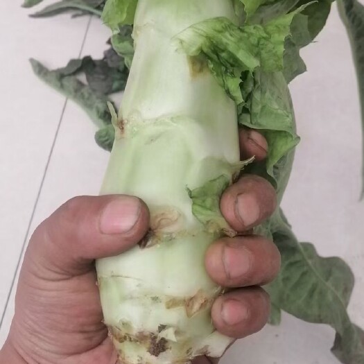 兰州红叶莴苣，莴笋量大货优，需要的联系我