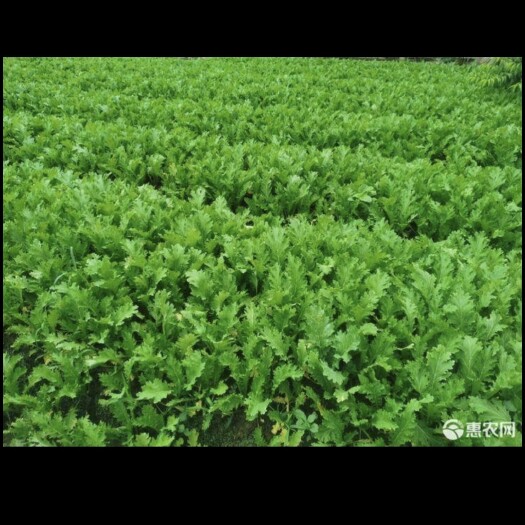雪里红芥菜  新鲜雪里蕻芥菜售卖，高20公分，最嫩最鲜时期