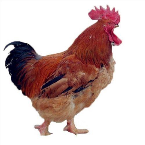 南宁K9鸡苗  ，882，901快大肉鸡，包打疫苗。质量保证，假