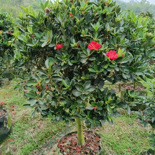 深圳七心茶花