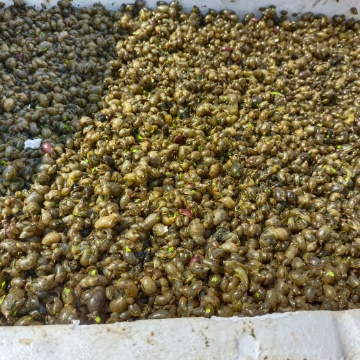 大量漂螺出售，日工3千到5千斤，需要的老板联系