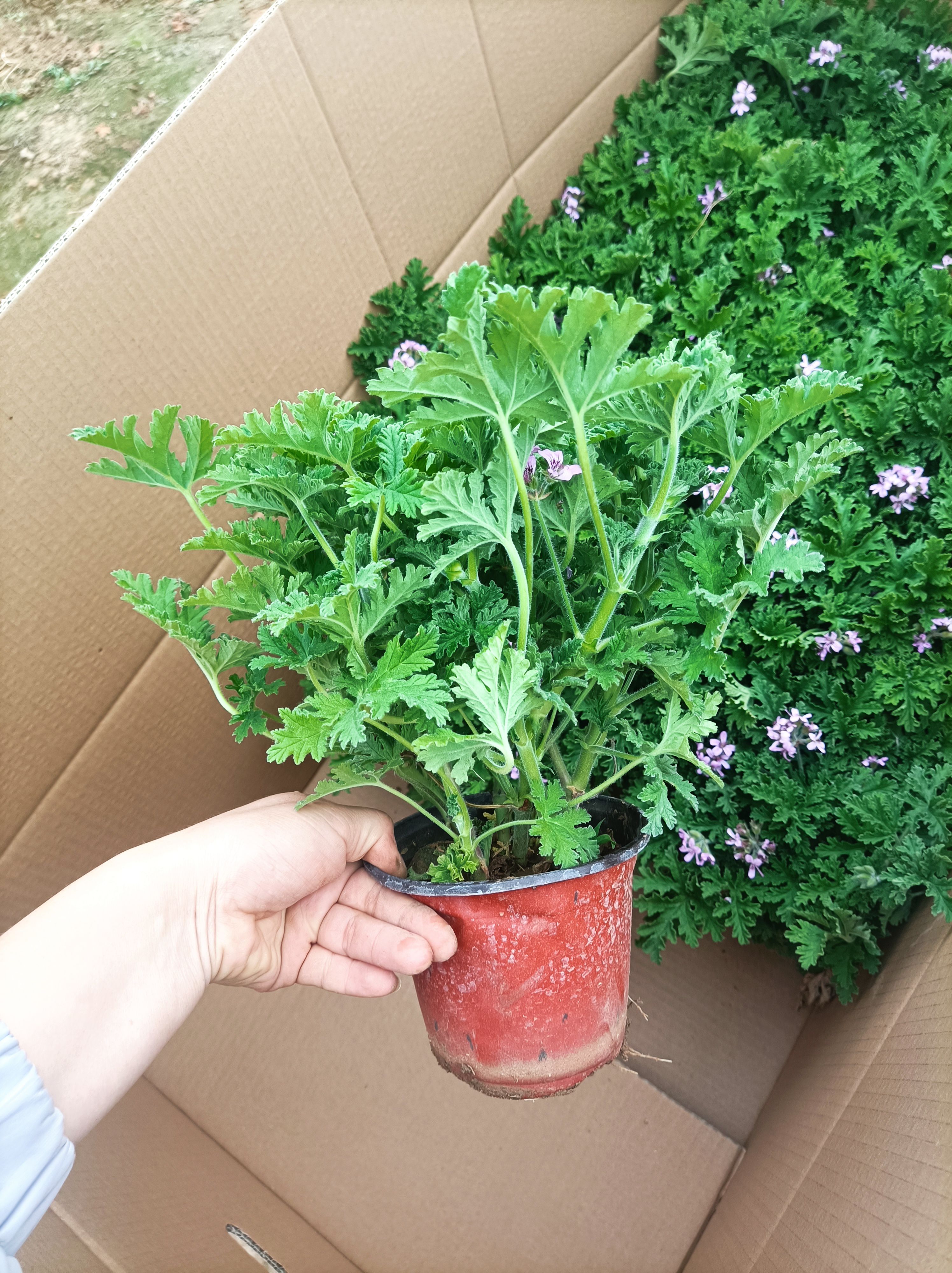 驱蚊草盆栽  驱蚊草  香叶天竺葵
