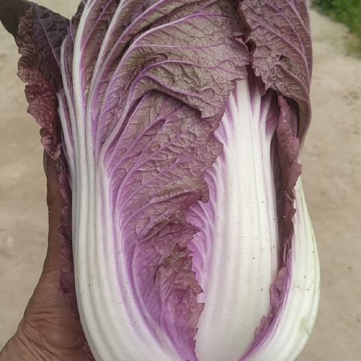 巨野县紫白菜，大量供应。包心好不烧心。耐储存。自营基地种植量大优惠