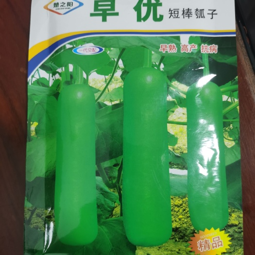 汕头早优短棒瓠瓜种子-高产早见瓜