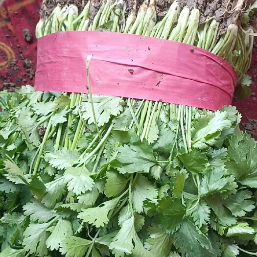 邯郸精品香菜，