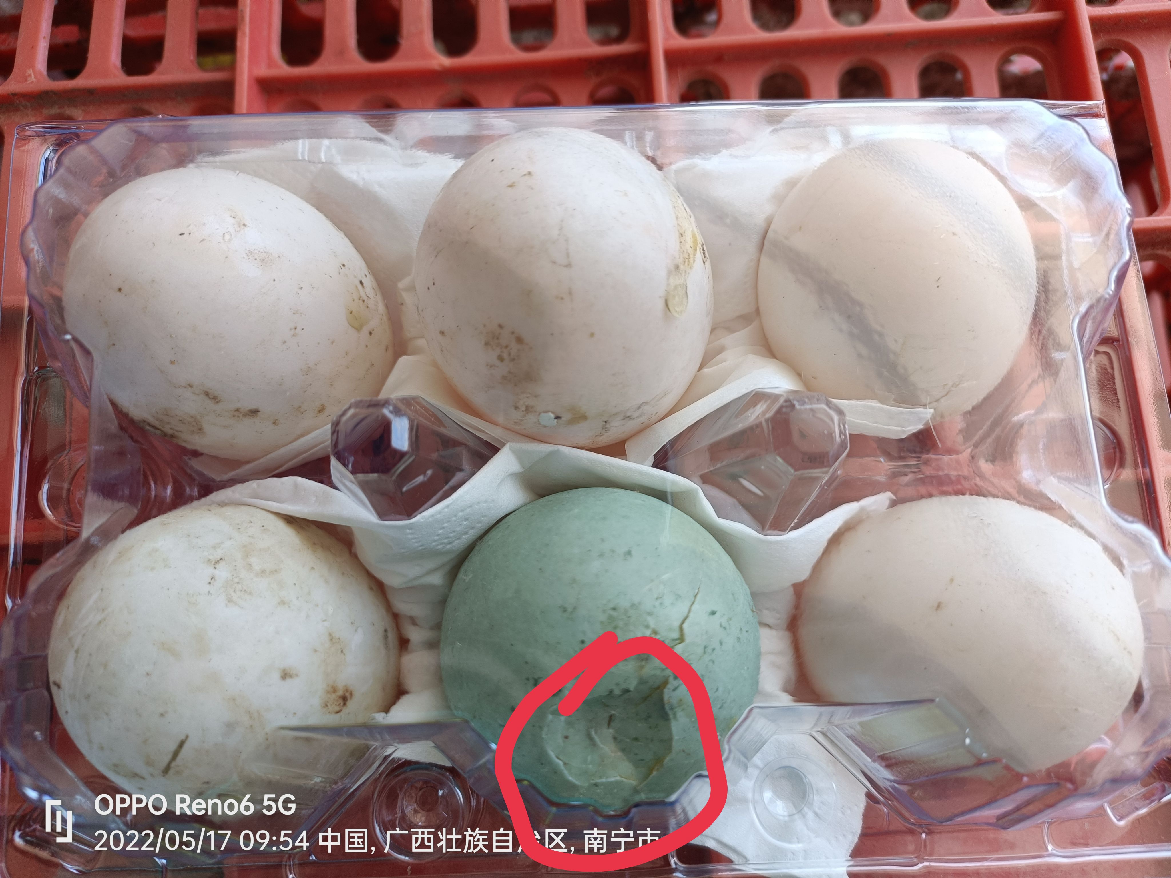 鲜鸭蛋凹壳蛋