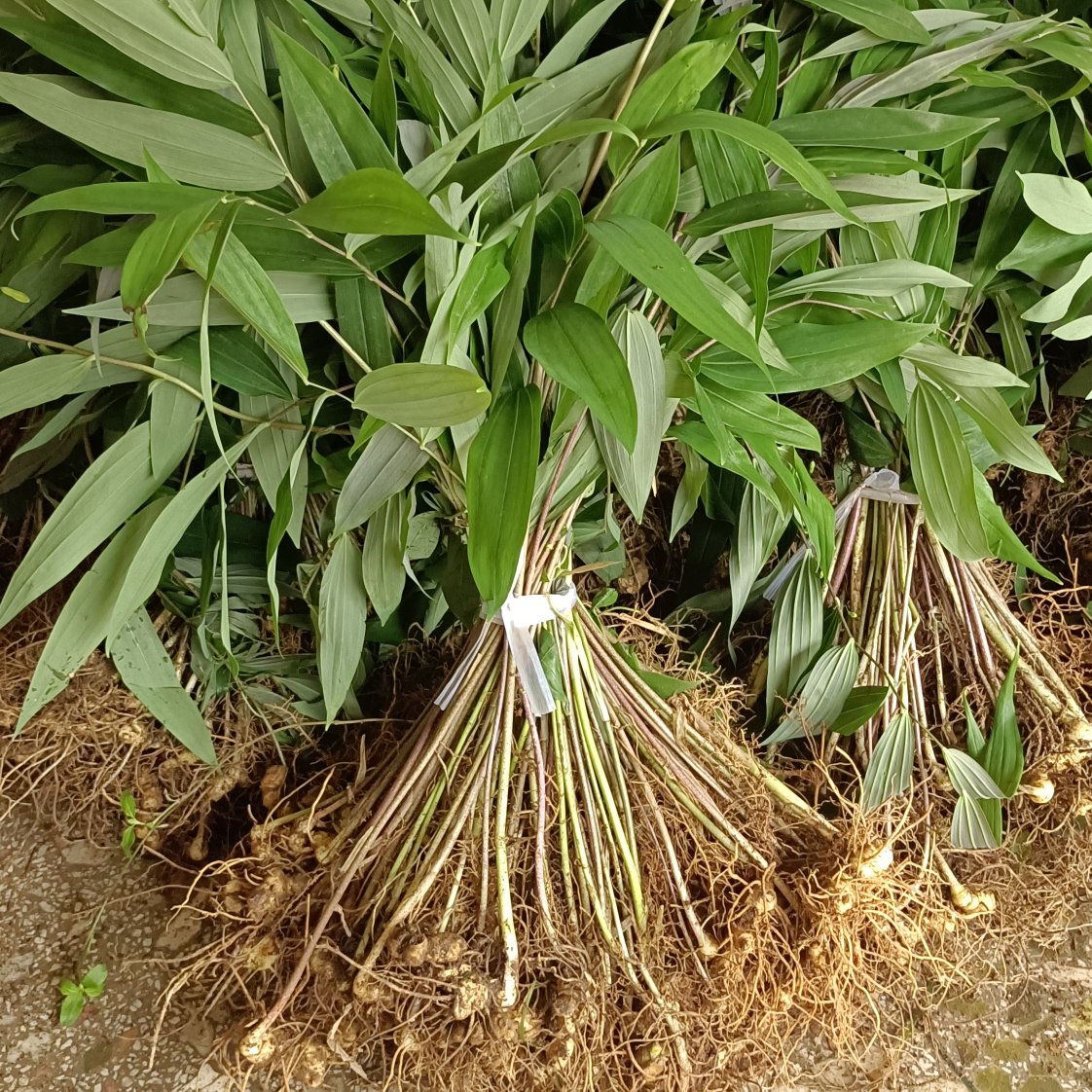 湖南湘騰中藥材種植專業(yè)合作社