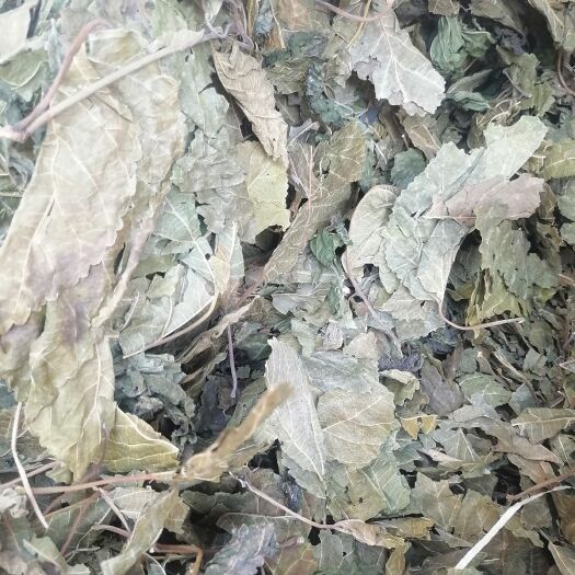 西安青霜桑叶产地直销
