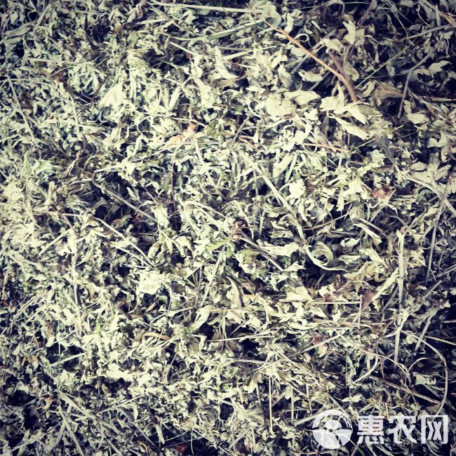 大别山上的天然艾叶人工采摘艾叶大自然凉