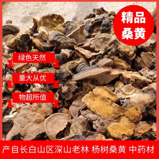 柳河县桑黄  长白山杨树黄