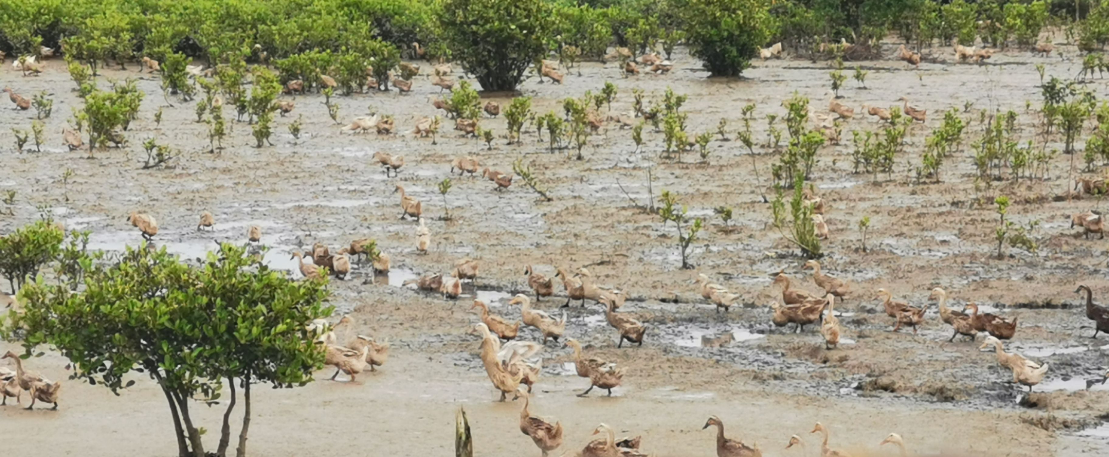 厂家直发产地货源广西北部湾烤海鸭蛋包邮破损包赔