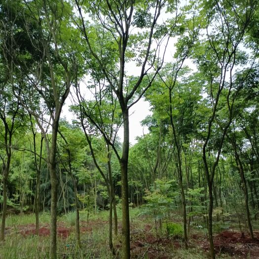 宜良县栾树