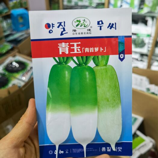西安韩国青玉青首萝卜种子青萝卜种子 表皮光滑 四季萝卜种植