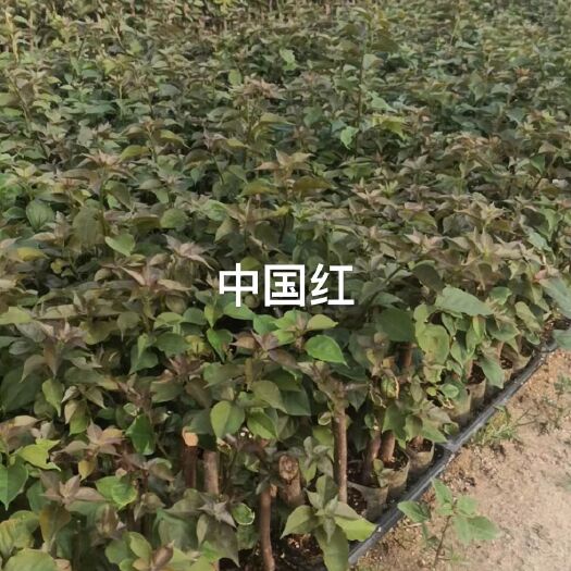 簕杜鹃