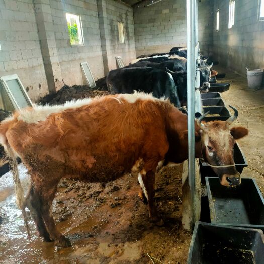 恭城县牛  牛苗 西门塔尔牛  杂交土牛 肉牛