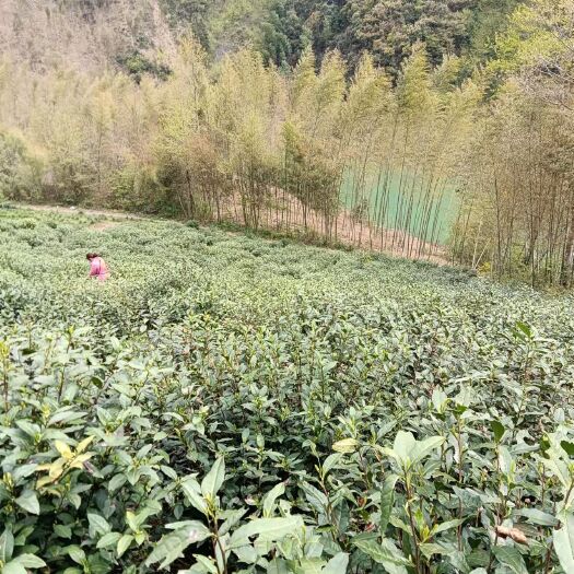 南陵县安吉白茶，汀溪兰香
