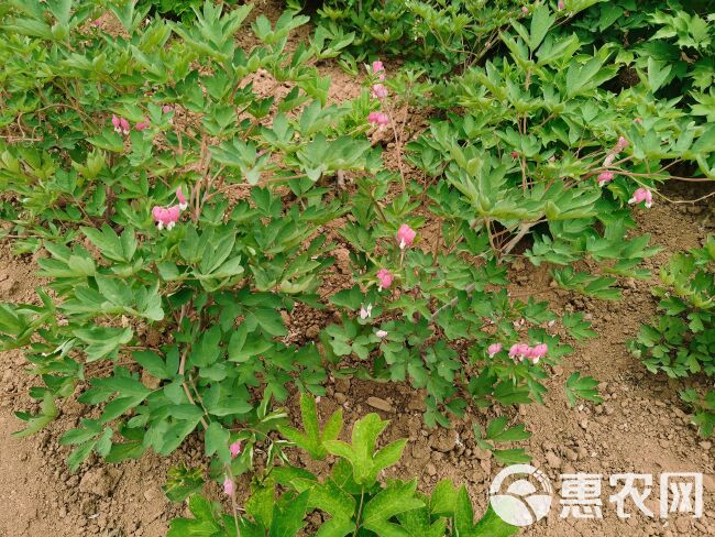 荷包牡丹是开花比较奇特的一种花卉，因为它的花朵是心形的，草本