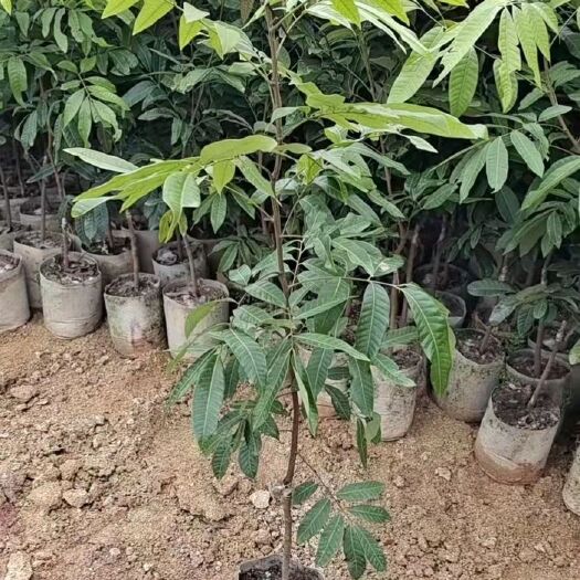 灵山县龙眼苗
