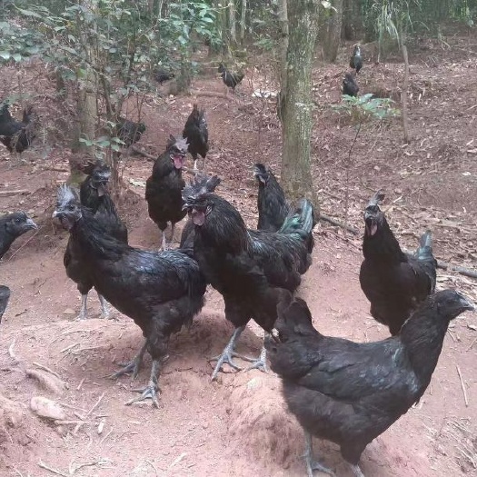 南宁五黑鸡苗  正宗五黑一绿蛋鸡出壳苗   包打马立克  包邮包