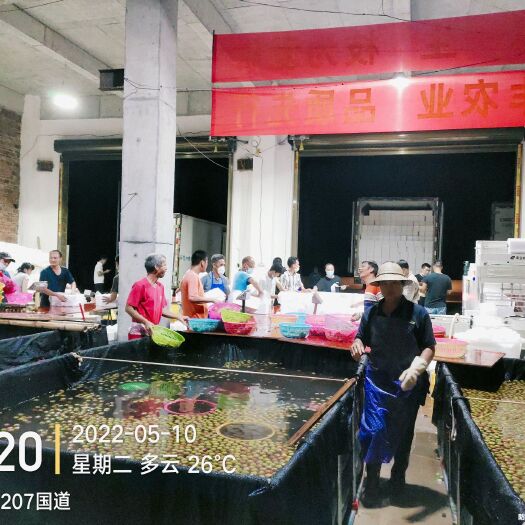 廉江市妃子笑/桂味，产地直销，有需要的老板联系，专业代办，专业打包