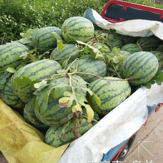 南宁正宗广西山地甜王三号西瓜
