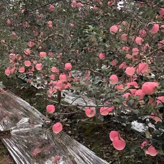 苹果，自己有生产基地，绿色，产品脆甜。