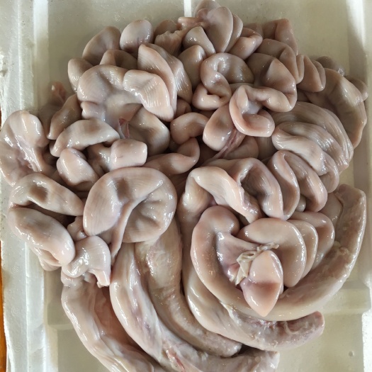 佛山猪生肠，猪花肠，猪儿肠，母猪胎盘，冰鲜冷鲜猪副产品，厂家直销