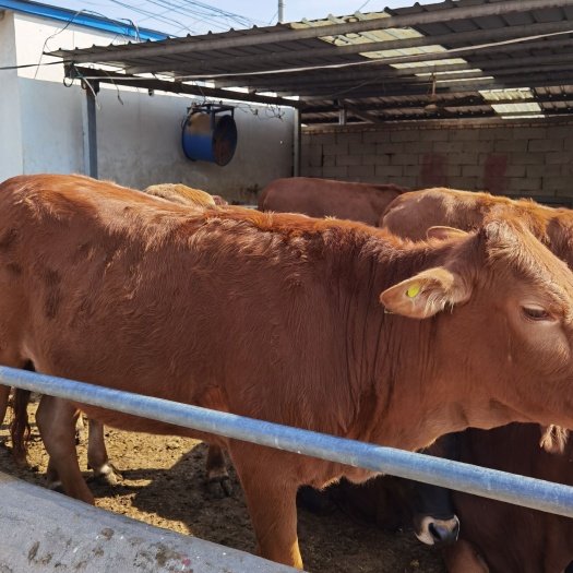 郓城县鲁西黄牛 小黄牛 黄牛仔 养牛场 改良黄牛 改良肉牛 黄牛