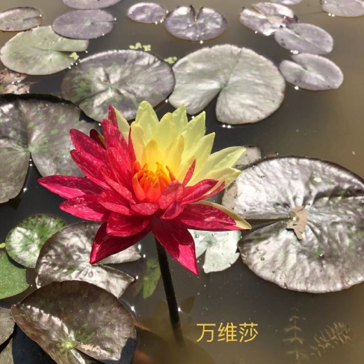睡莲