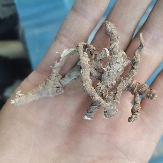 叙永县石菖蒲，天然纯采摘