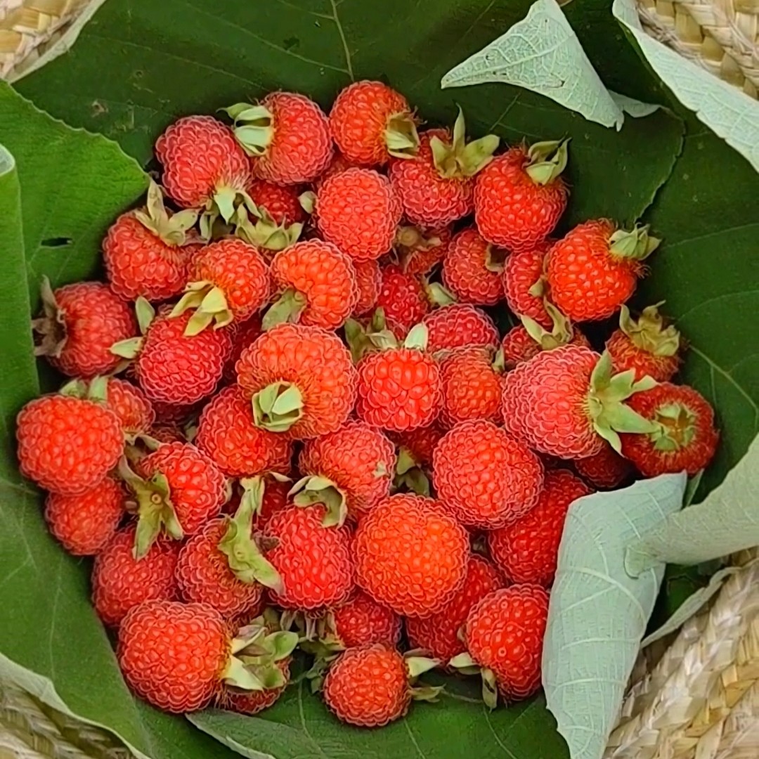 鄱阳县掌叶覆盆子苗新品红树莓悬钩子种苗