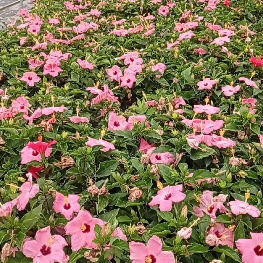 佛山朱瑾大红花