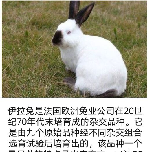 伊拉兔