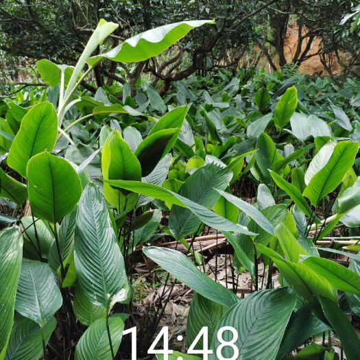 兴业县新鲜粽叶20张一把