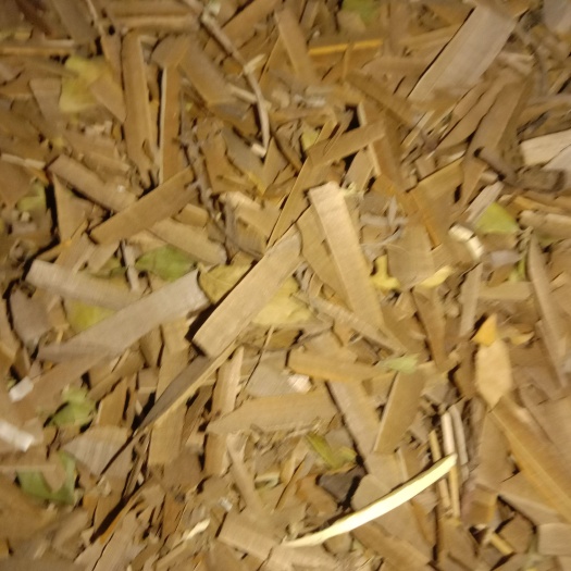 鬼箭羽大片