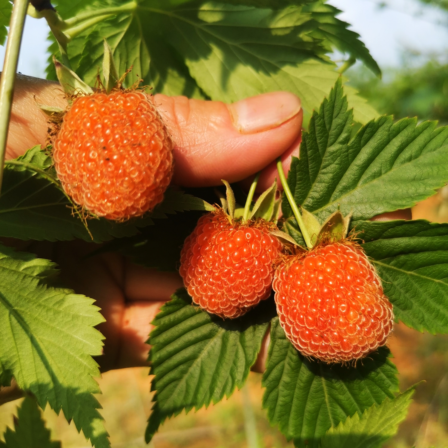鄱阳县红树莓苗 新品四月泡山莓实生苗