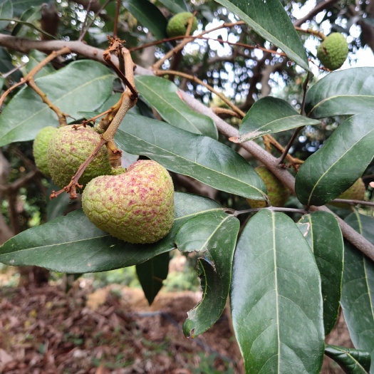 新平县水东荔枝