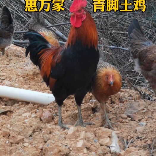青脚土鸡苗 高脚青脚土鸡苗 麻羽青脚母鸡苗 肉质好适合散养