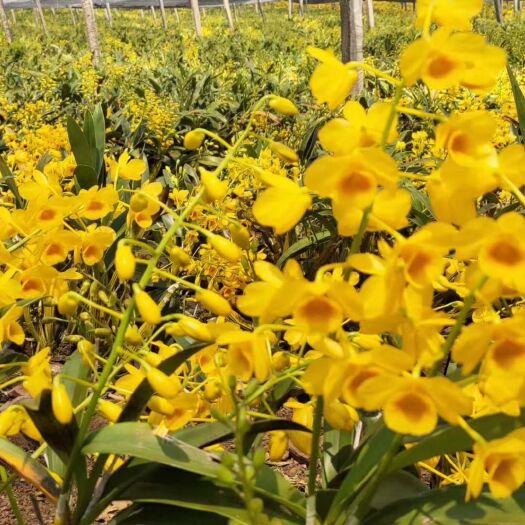 思茅石斛花
