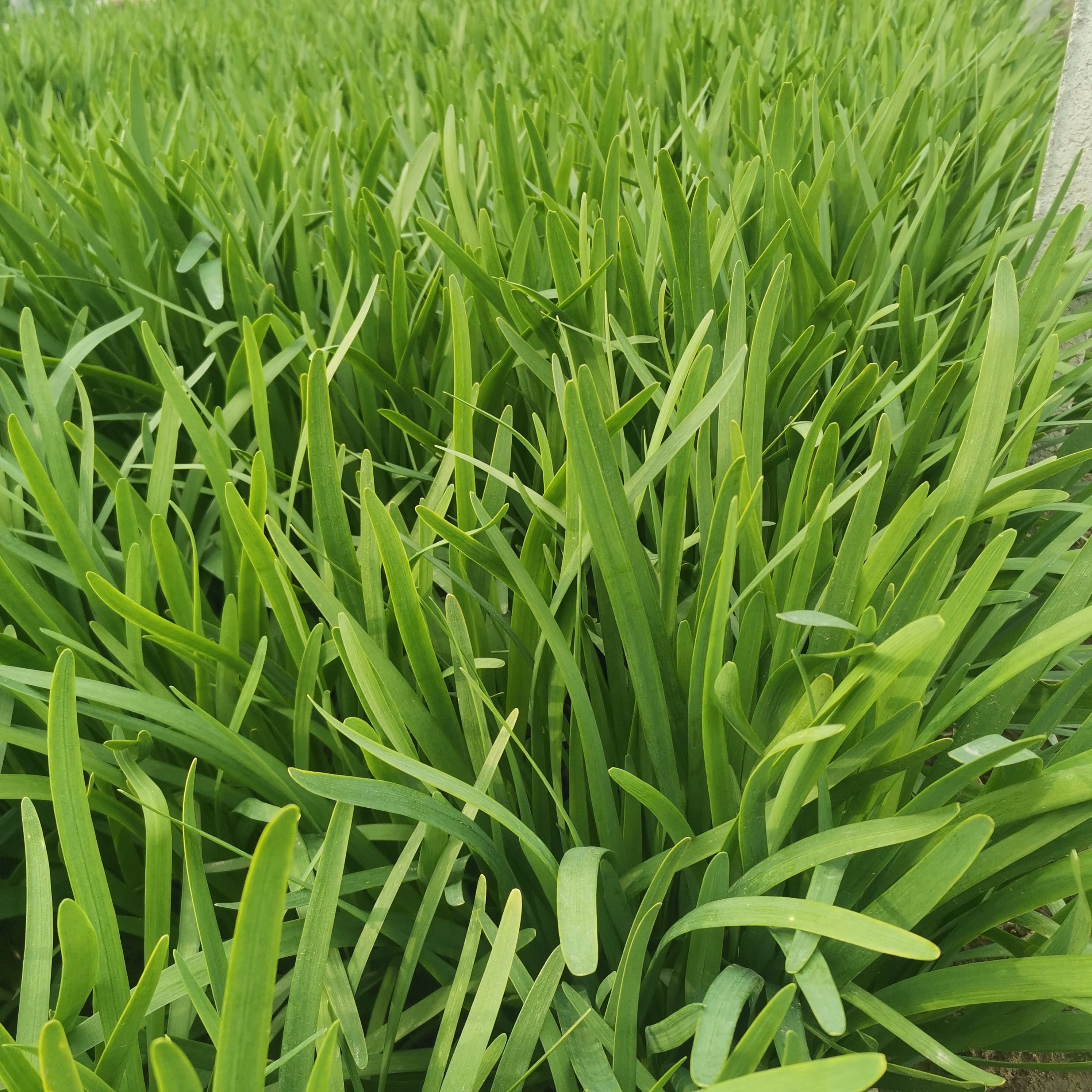 寿光独根红韭菜苗宽叶韭菜苗高产增收品种韭菜苗