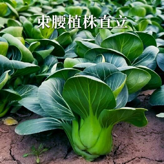 长沙特矮苏州青种子杂交黑大头青菜种籽高产耐寒四季矮脚黑叶蔬菜种子