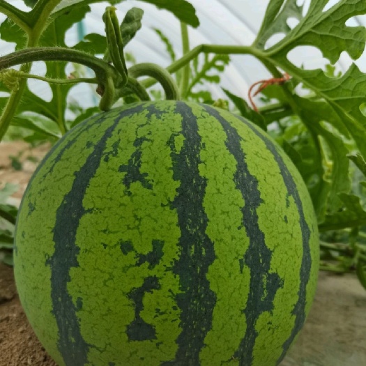 西瓜美都西瓜8424麒麟西瓜 万亩大棚基地 产地直发大量供应