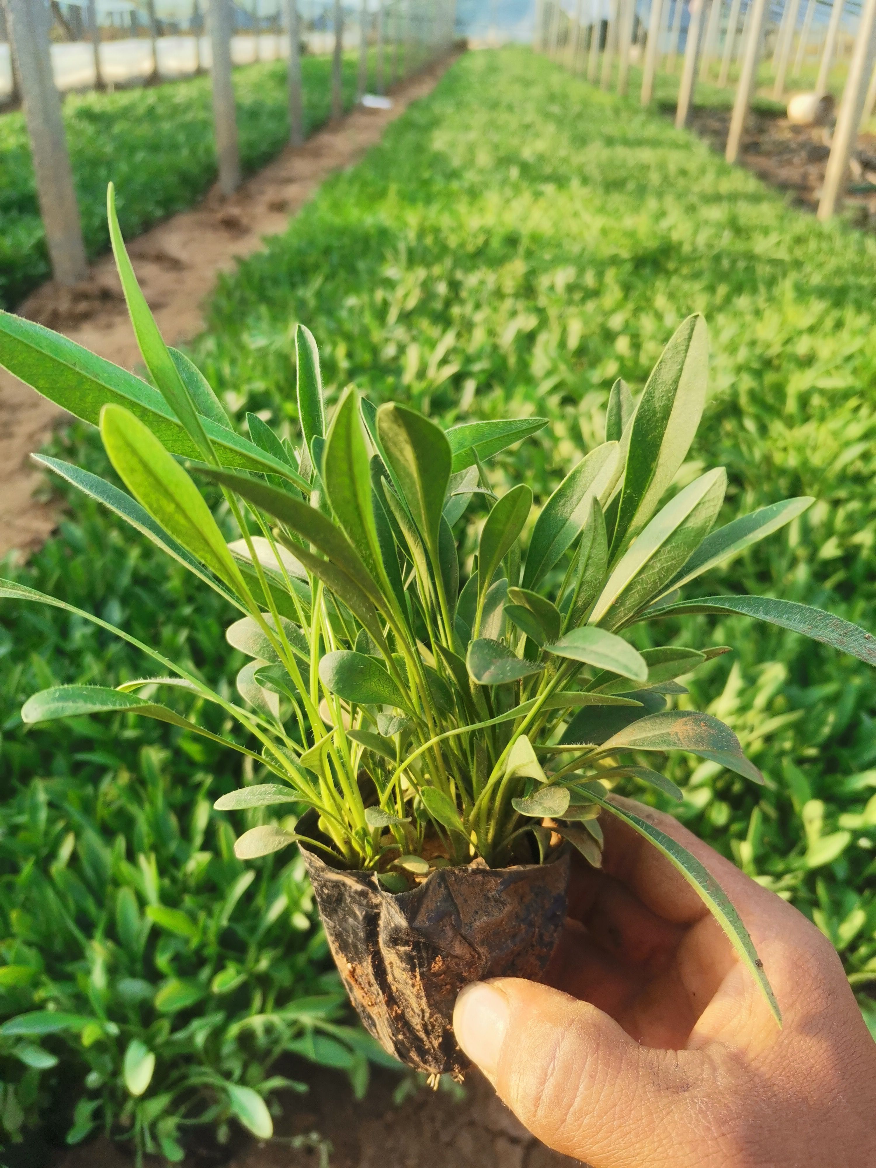 大花重瓣金鸡菊撒种多芽营养杯苗基地种植大量现货