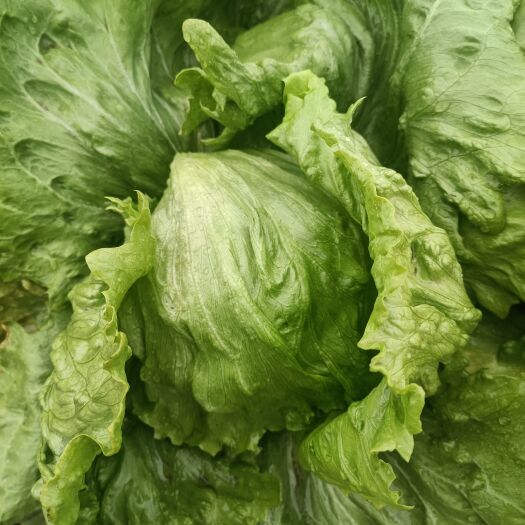 三河市河北廊坊球生菜，大量现货供应，有需要合作的老板可以联系我